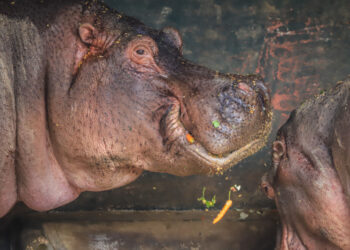Com a chegada do frio em Curitiba, animais do Zoo recebem cuidados especiais com alimentação e maior conforto térmico