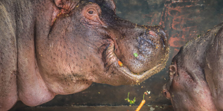 Com a chegada do frio em Curitiba, animais do Zoo recebem cuidados especiais com alimentação e maior conforto térmico