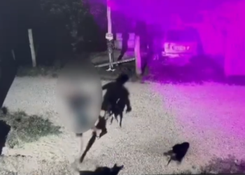 PCPR indicia dois homens por maus-tratos a animais em Piraquara