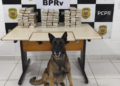 BPRv apreende quase 60 kg de drogas durante fiscalização nas rodovias no interior do Estado
