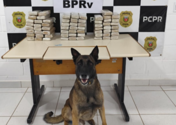 BPRv apreende quase 60 kg de drogas durante fiscalização nas rodovias no interior do Estado