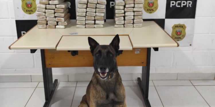 BPRv apreende quase 60 kg de drogas durante fiscalização nas rodovias no interior do Estado