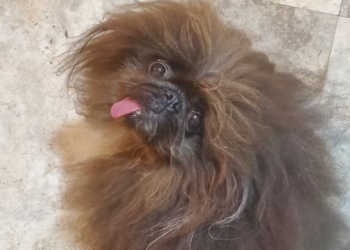 Pequinês de 8 anos ganha concurso de Cão Mais Feio do Mundo