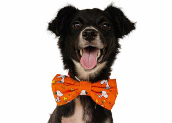 Conheça os cães do CRAR que poderão ser adotados no evento Amigo Bicho de Curitiba