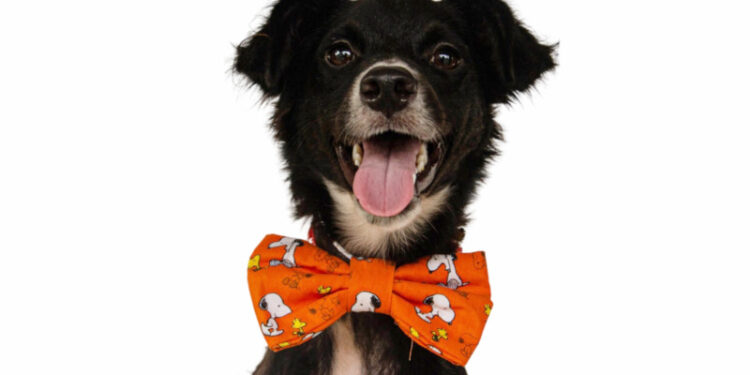 Conheça os cães do CRAR que poderão ser adotados no evento Amigo Bicho de Curitiba