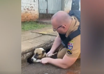 Policial resgata cachorro que estava preso em bueiro, no Paraná