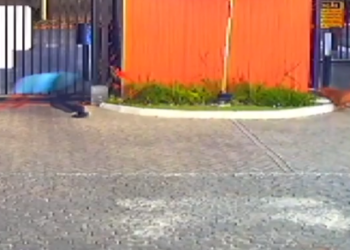 Cinco pessoas acabam feridas ao serem atacadas por cão durante festa infantil