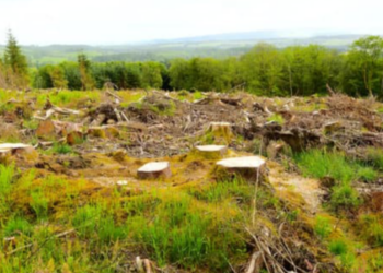 Crimes Ambientais: A Importância da Denúncia e as Consequências Legais