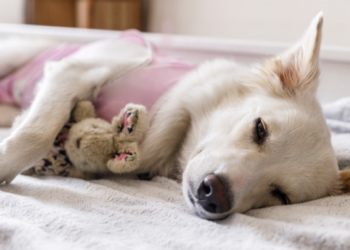 Programa inédito realizará 17 mil castrações gratuitas no Paraná