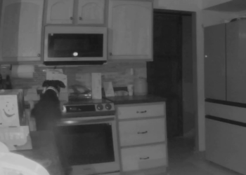 Casa é incendiada após cachorro ligar fogão durante a madrugada; Veja o vídeo