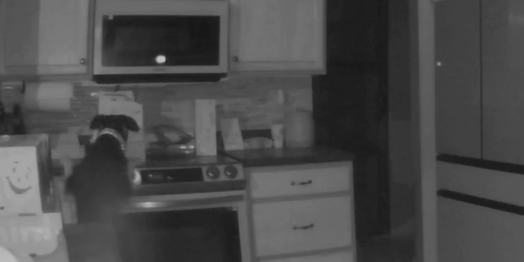 Casa é incendiada após cachorro ligar fogão durante a madrugada; Veja o vídeo