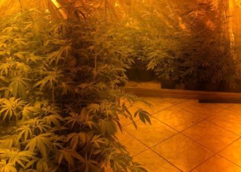 RONE encontra estufas de maconha na região metropolitana de Curitiba