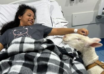 Pacientes em hospital de Curitiba são surpreendidos por ovelhas