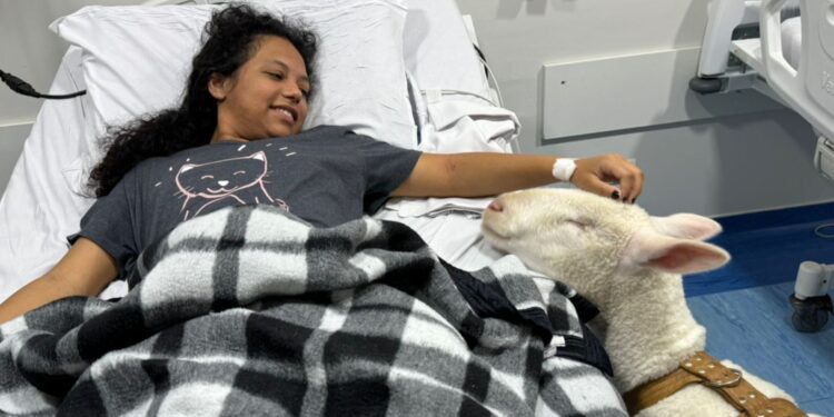 Pacientes em hospital de Curitiba são surpreendidos por ovelhas