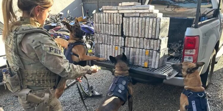 Com ajuda de cão farejador, PRF encontra carregamento de cocaína na região metropolitana de Curitiba