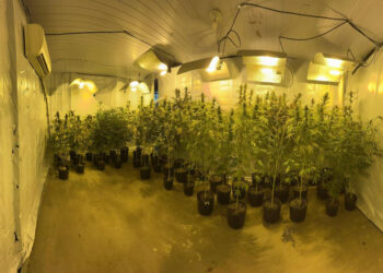 PMPR apreende mais de 500 pés de maconha após descoberta de nova estufa clandestina em Campina Grande do Sul