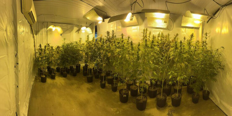 PMPR apreende mais de 500 pés de maconha após descoberta de nova estufa clandestina em Campina Grande do Sul