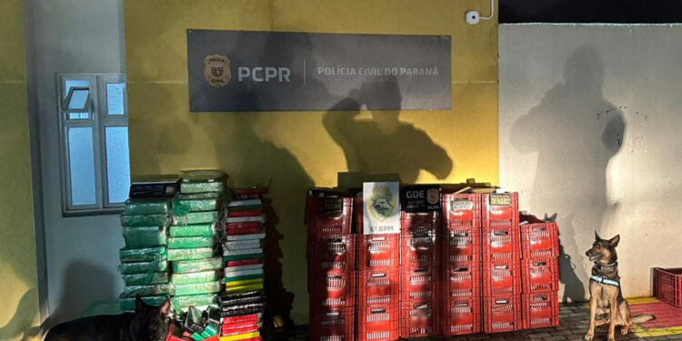 PCPR e PMPR apreendem 1,1 tonelada de maconha durante operação