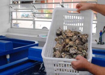 Comercialização de ostras e mexilhões é proibida temporariamente em Guaratuba