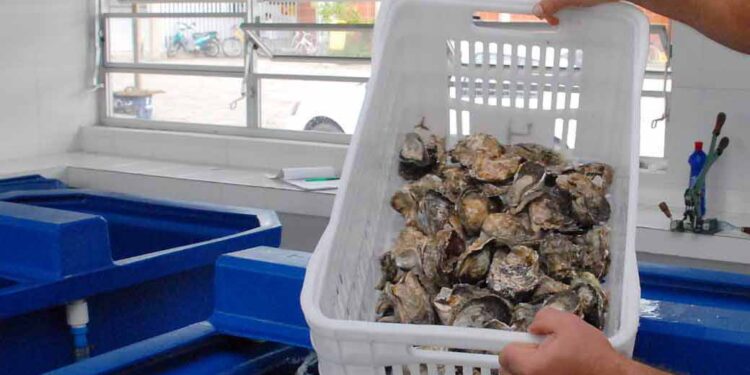 Comercialização de ostras e mexilhões é proibida temporariamente em Guaratuba