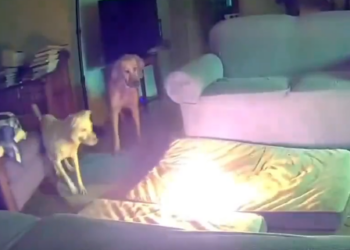 Cachorro causa incêndio em residência após mastigar carregador portátil