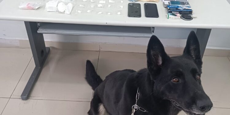 PMs recebem denúncia e cão farejador encontra droga em locais inusitados, veja o vídeo