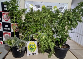 Após denúncia, PM apreende pés de maconha, no Paraná