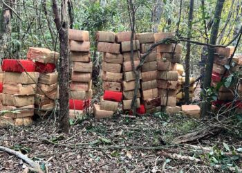 BPFron encontra mais de 6 toneladas de maconha em mata de difícil acesso, no Paraná