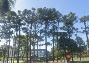 Ministério Público obtém decisão liminar para suspensão imediata de obras com corte de 200 árvores na Av. Presidente Arthur da Silva Bernardes