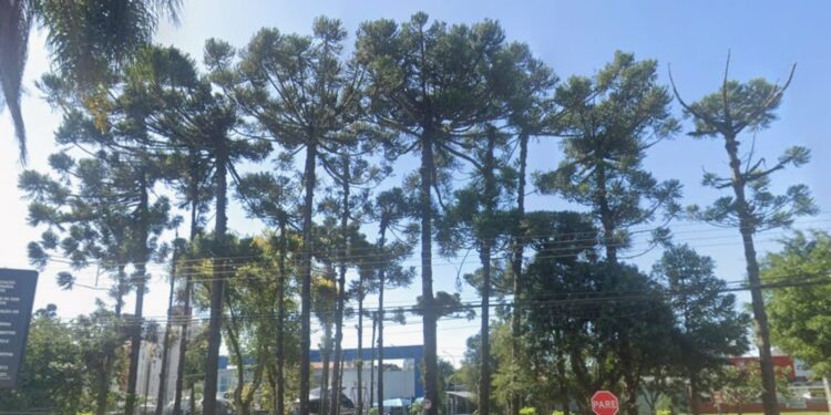 Ministério Público obtém decisão liminar para suspensão imediata de obras com corte de 200 árvores na Av. Presidente Arthur da Silva Bernardes