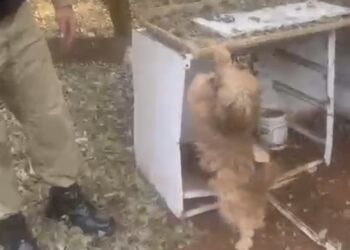 PM enche caminhão de produtos furtados e roubados recuperados no Paraná, até cão foi recuperado