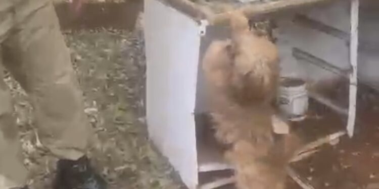 PM enche caminhão de produtos furtados e roubados recuperados no Paraná, até cão foi recuperado