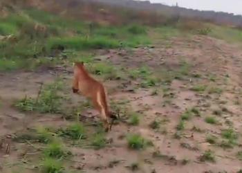 Após resgate em galinheiro, IAT devolve onça-parda à natureza no Paraná; confira o vídeo