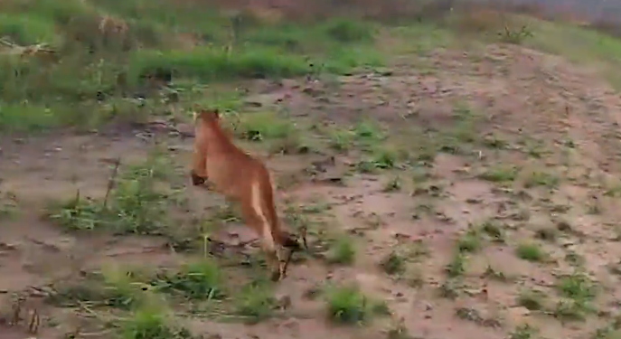 Após resgate em galinheiro, IAT devolve onça-parda à natureza no Paraná; confira o vídeo