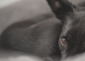 Homem é preso em flagrante por cortar orelhas de cães após ver tutorial na internet