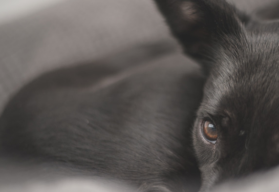 Homem é preso em flagrante por cortar orelhas de cães após ver tutorial na internet