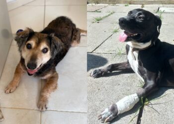 Neste fim de semana, UFPR promove feira de adoção de cães no Jockey Plaza