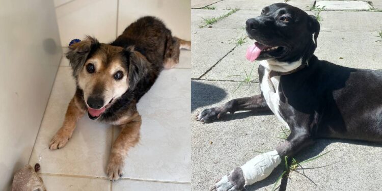 Neste fim de semana, UFPR promove feira de adoção de cães no Jockey Plaza