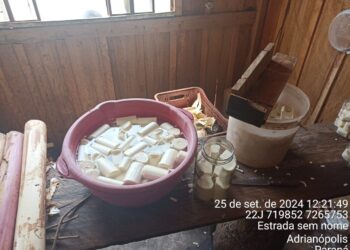 PMPR desativa fábrica clandestina de palmito