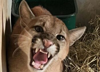 IAT resgata filhote de onça-parda preso em árvore de 20 metros