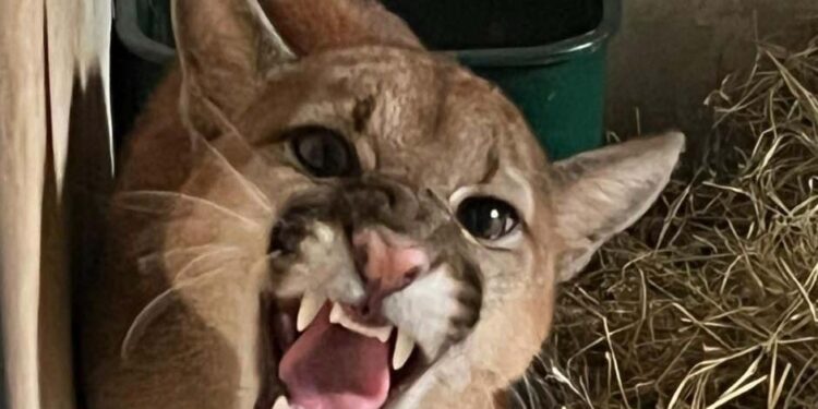 IAT resgata filhote de onça-parda preso em árvore de 20 metros