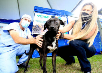 4º ciclo do Castrapet começa em novembro e vai atender 35 mil animais