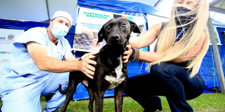 4º ciclo do Castrapet começa em novembro e vai atender 35 mil animais