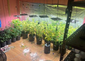 PMPR descobre estufa com mais de 40 pés de maconha