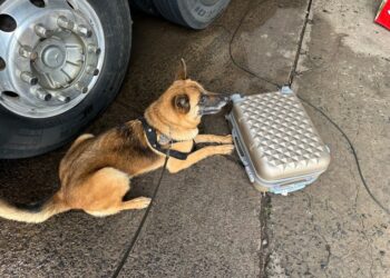 PF prende passageira com maconha em rodoviária