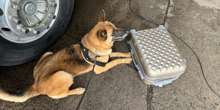 PF prende passageira com maconha em rodoviária