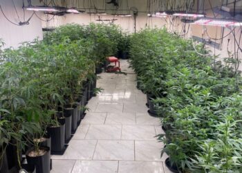 Guarda Municipal encontra estufa de maconha em São José dos Pinhais