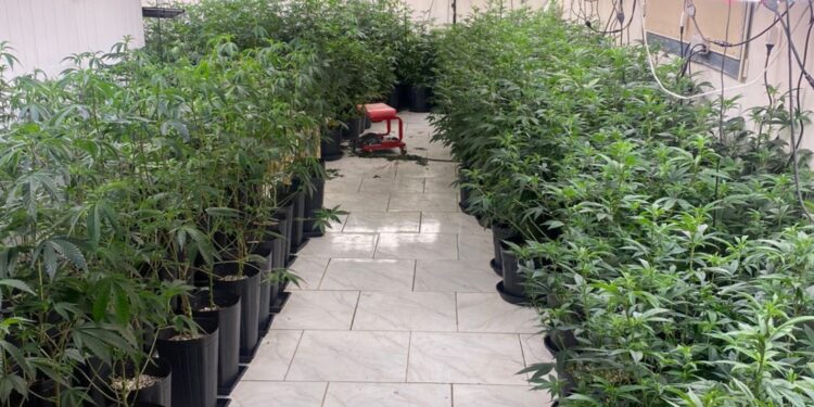 Guarda Municipal encontra estufa de maconha em São José dos Pinhais