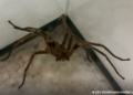 Picadas de aranhas são segunda causa de envenenamento no país
