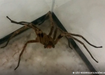 Picadas de aranhas são segunda causa de envenenamento no país